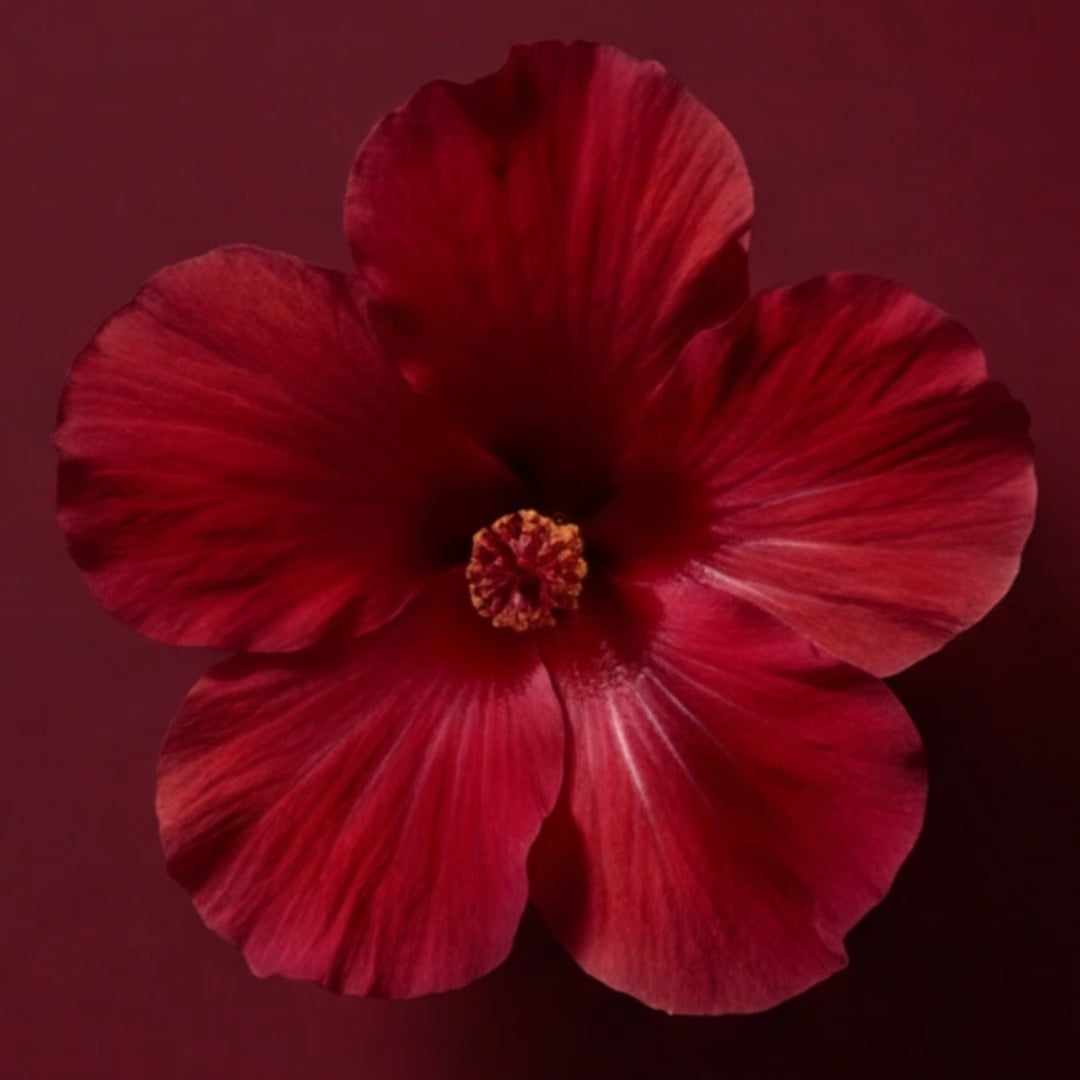 Hibiscus flower extract for inflammation support — Segura ingredient