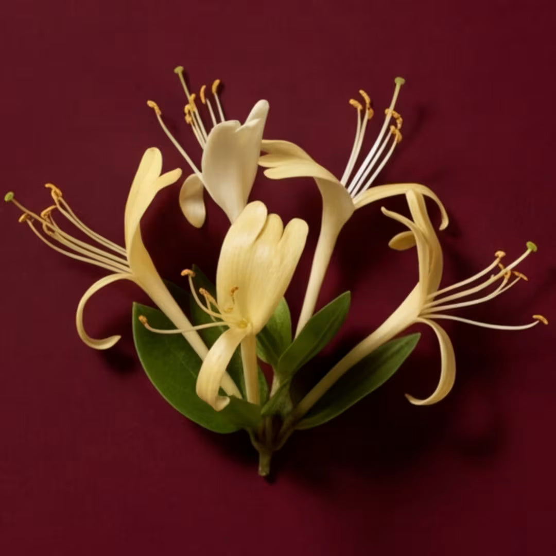 Honeysuckle antimicrobial botanical — Segura ingredient